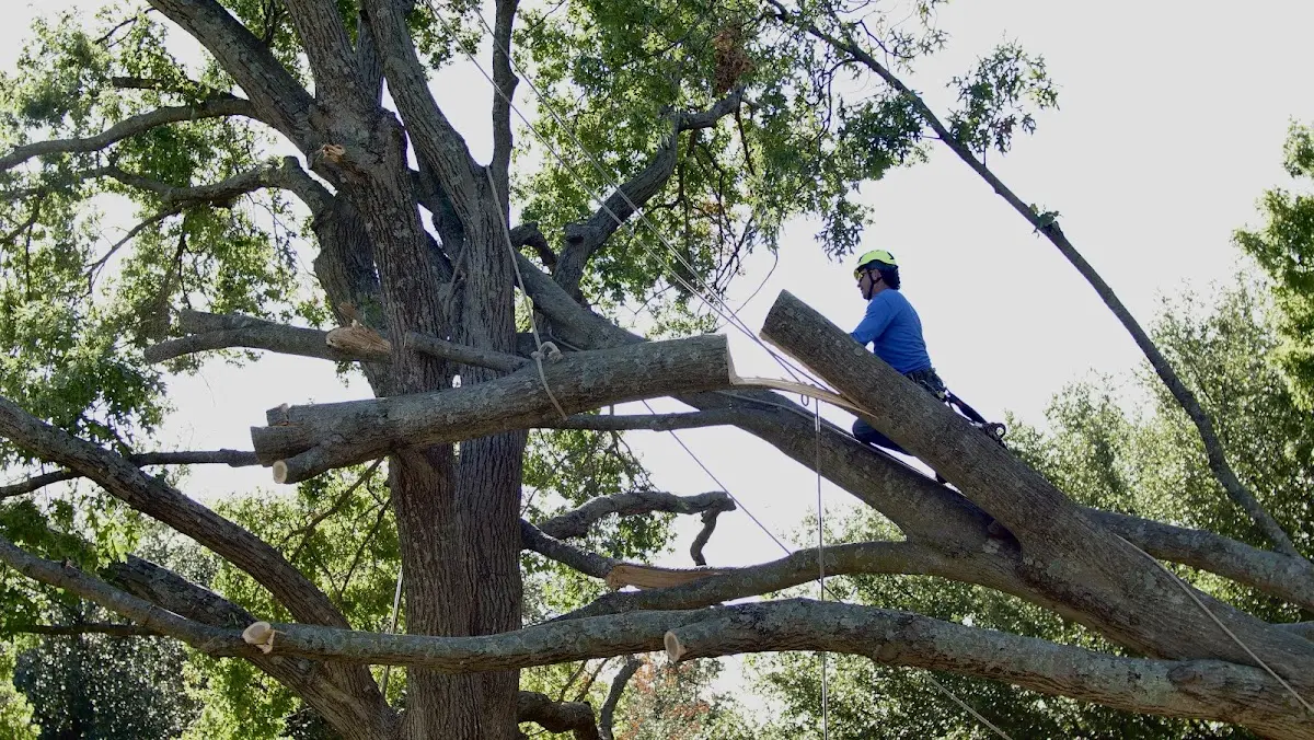 Professional Crown Thinning performed by certified arborists in Lake Bluff