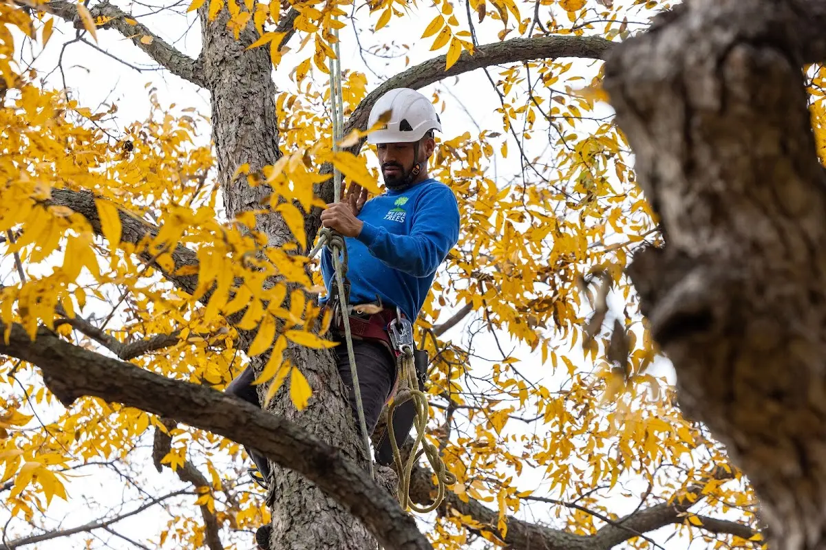 Skilled Tree Transplanting crew working in Lake Bluff
